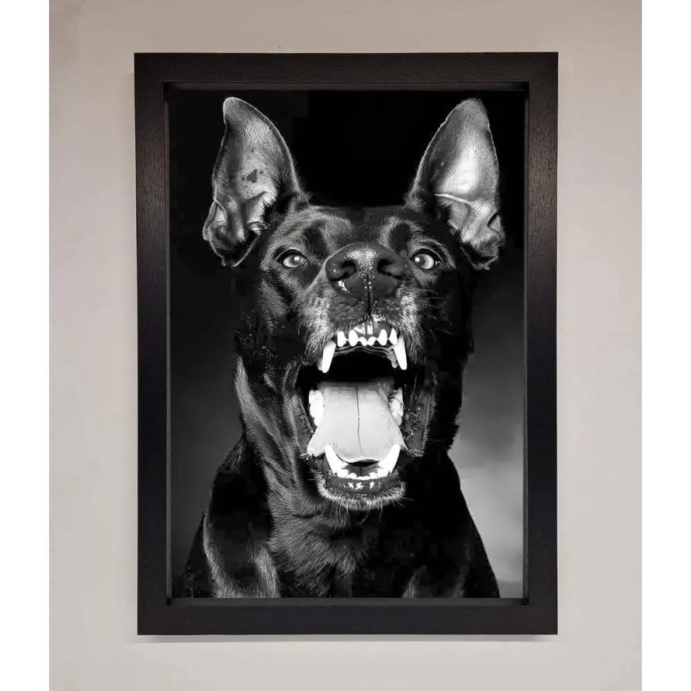 Angry Doberman Dog Framed Wall Art - A3 (29.7 x 42 cm) / Black - Framed Print