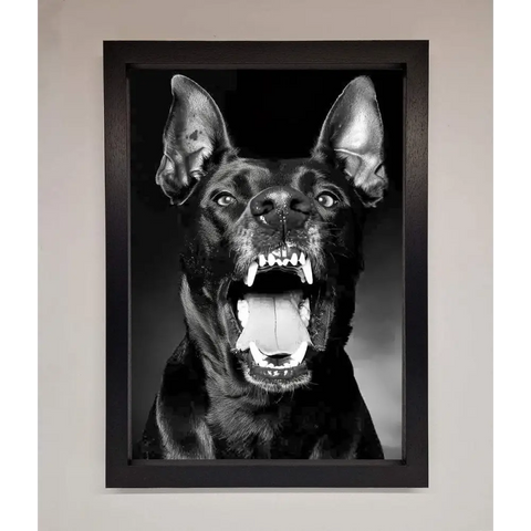 Angry Doberman Dog Framed Wall Art - A3 (29.7 x 42 cm) / Black - Framed Print