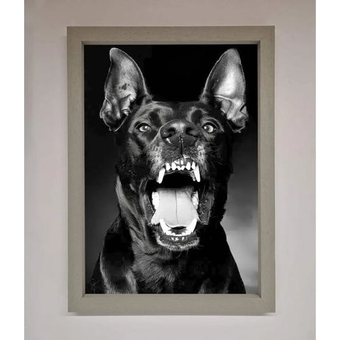 Angry Doberman Dog Framed Wall Art - A3 (29.7 x 42 cm) / Grey - Framed Print
