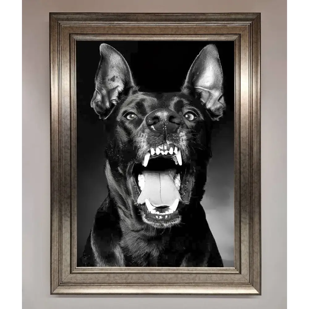 Angry Doberman Dog Framed Wall Art - A3 (29.7 x 42 cm) / Silver - Framed Print