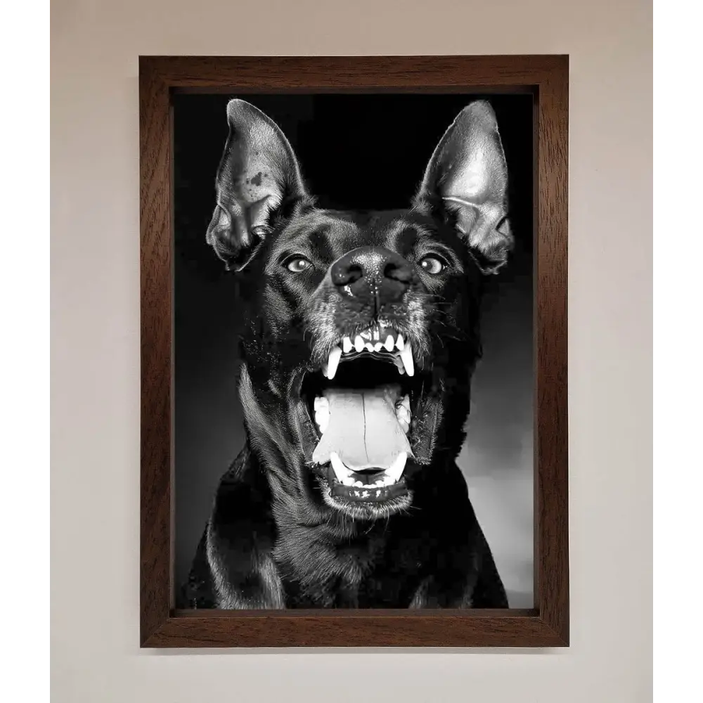 Angry Doberman Dog Framed Wall Art - A3 (29.7 x 42 cm) / Walnut - Framed Print