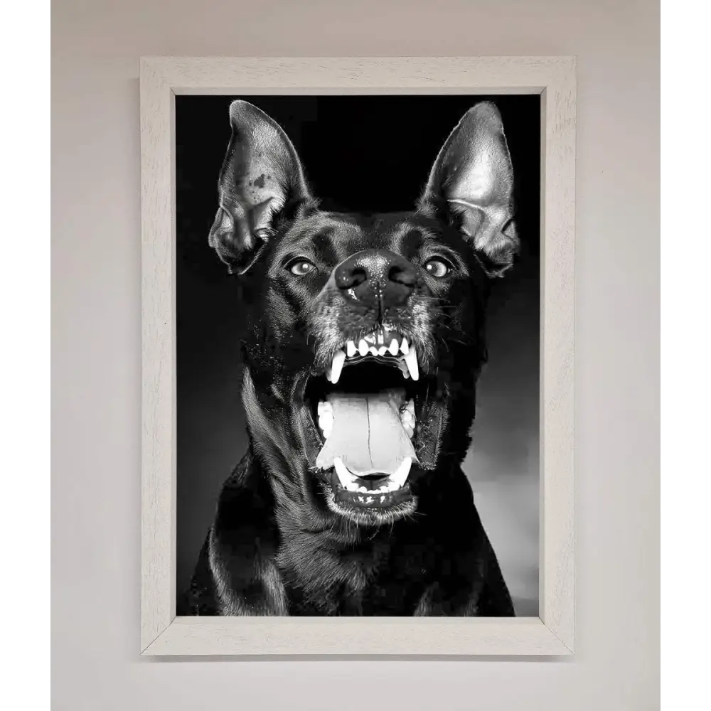 Angry Doberman Dog Framed Wall Art - A3 (29.7 x 42 cm) / White - Framed Print