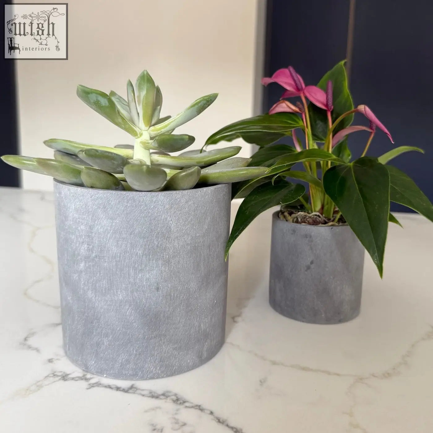 Gray textured brushed grey stone resin plant pots holding a succulent and an anthurium indoor set of 2