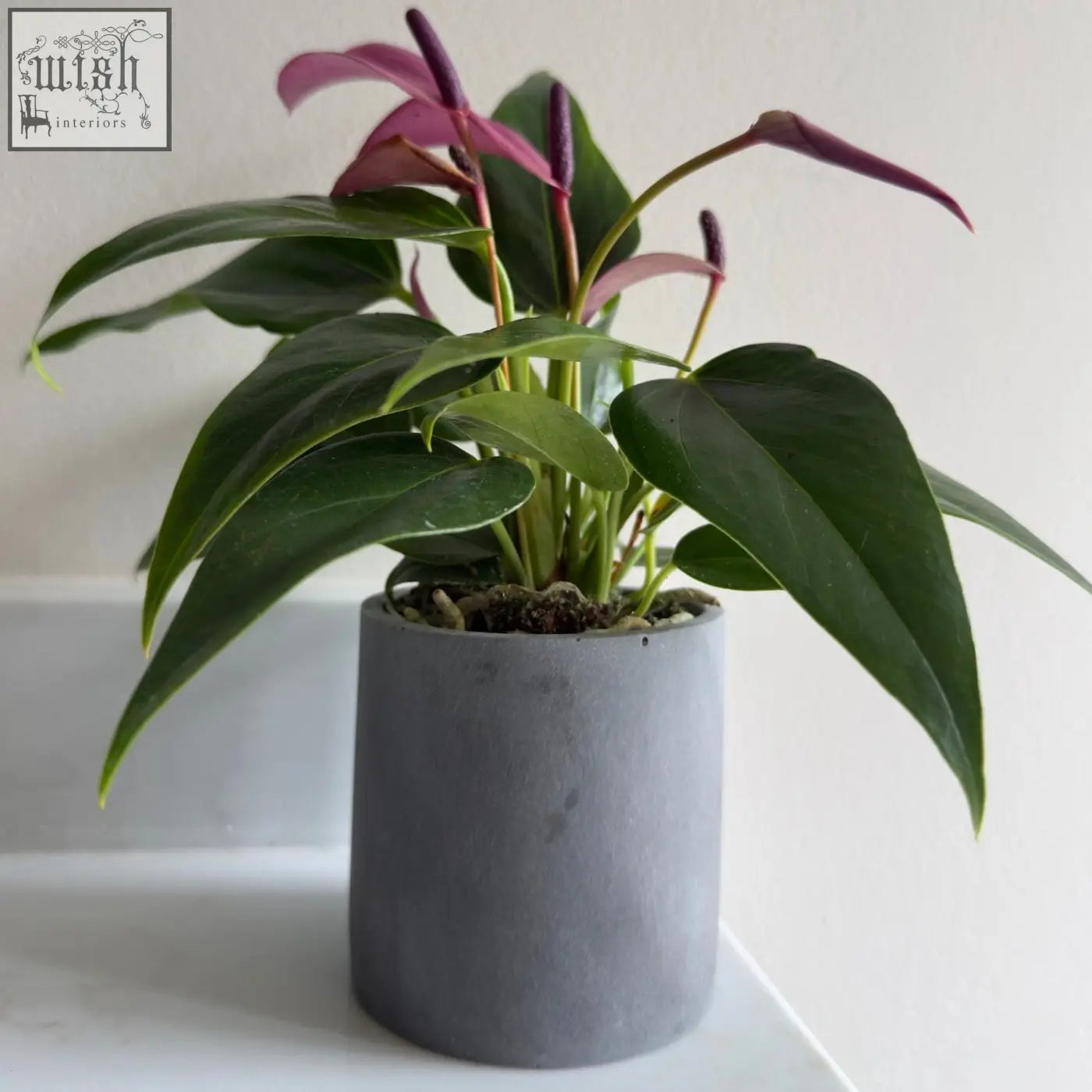 A potted anthurium in a brushed grey stone resin indoor plant pot from the aurello set of 2