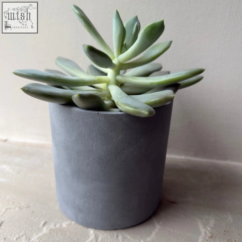 A pale green succulent in a matte brushed grey stone resin indoor plant pot from aurello set of 2