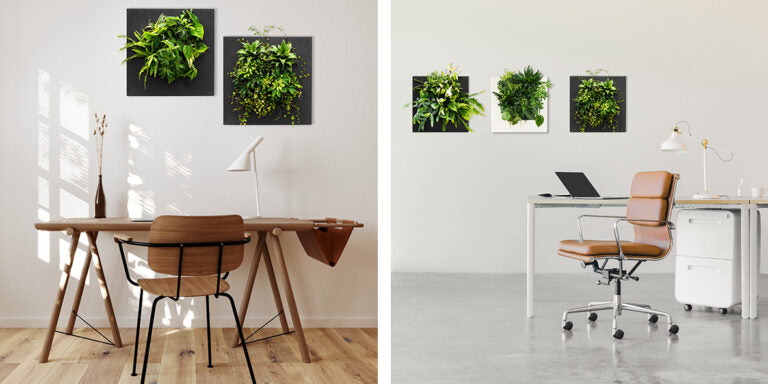 Bamboo living wall picture frame with lush green ferns and varied foliage in a sleek black mix standard indoor panel