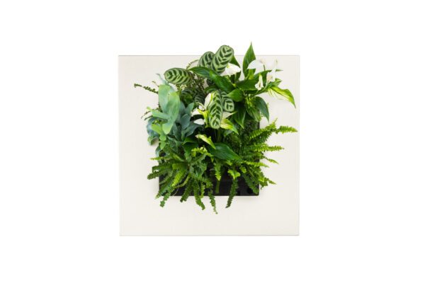 Bamboo living wall picture frame with a mix standard indoor mix of ferns and patterned green leaves in varying shades