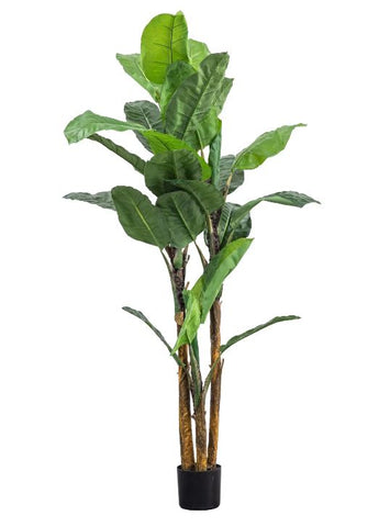 Banana Leaf Palm Tree 203cm