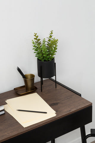 Fiori Thyme in Black Pot with Stand