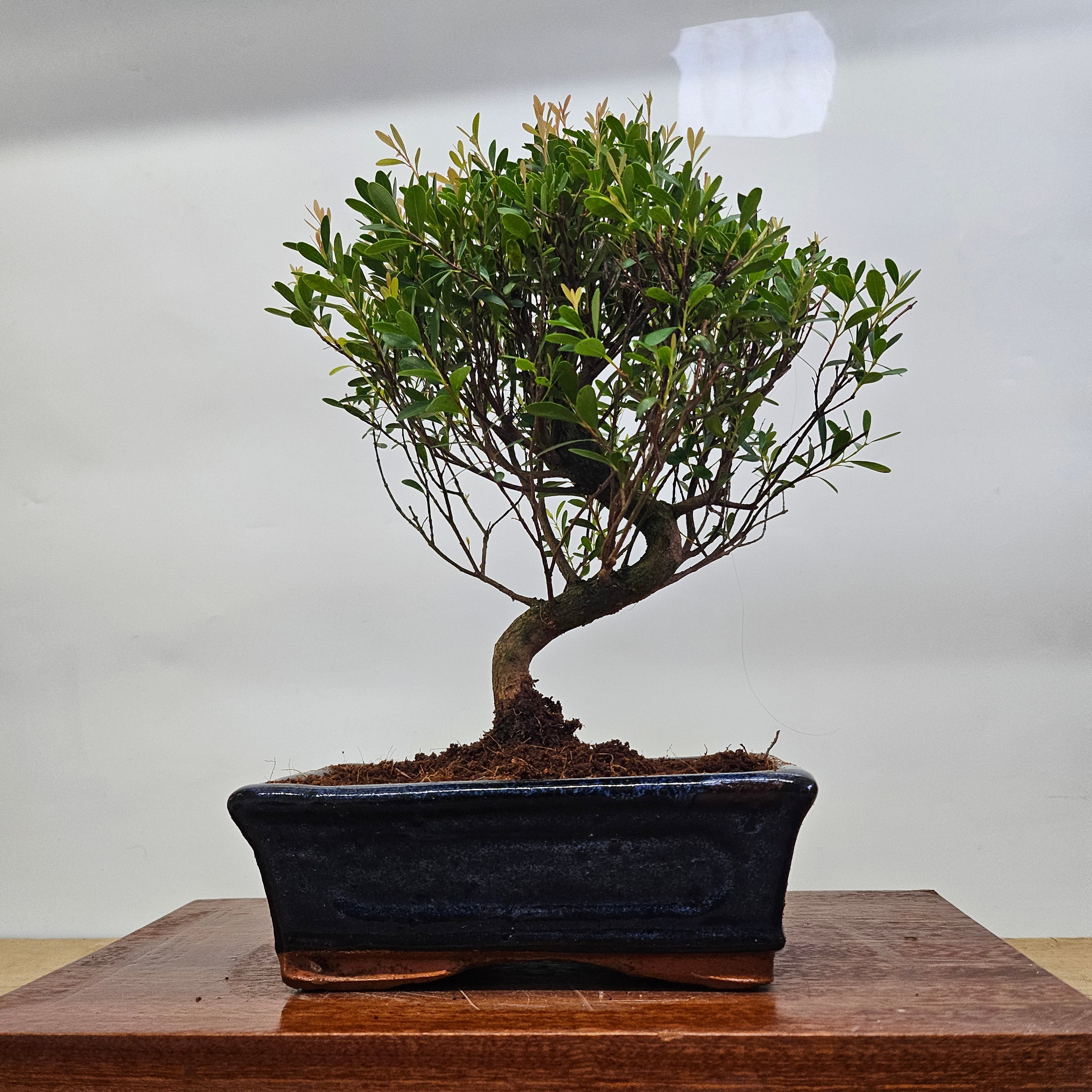 A brush cherry bonsai tree with dense green foliage and curved trunk in a sleek dark blue glazed 15cm pot