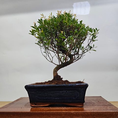 A brush cherry bonsai tree with dense green foliage and curved trunk in a sleek dark blue glazed 15cm pot