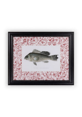 Fish III Framed Print Noble Vintage for the English Home