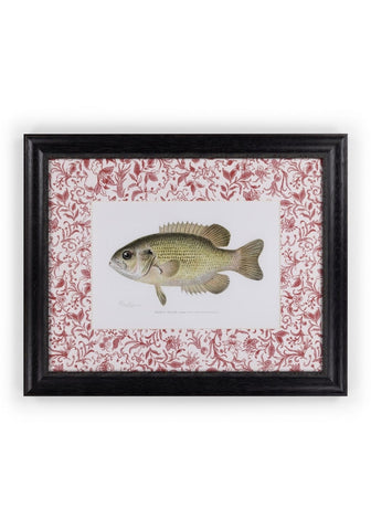 Fish IV Framed Print British, and Just a Bit Brilliant