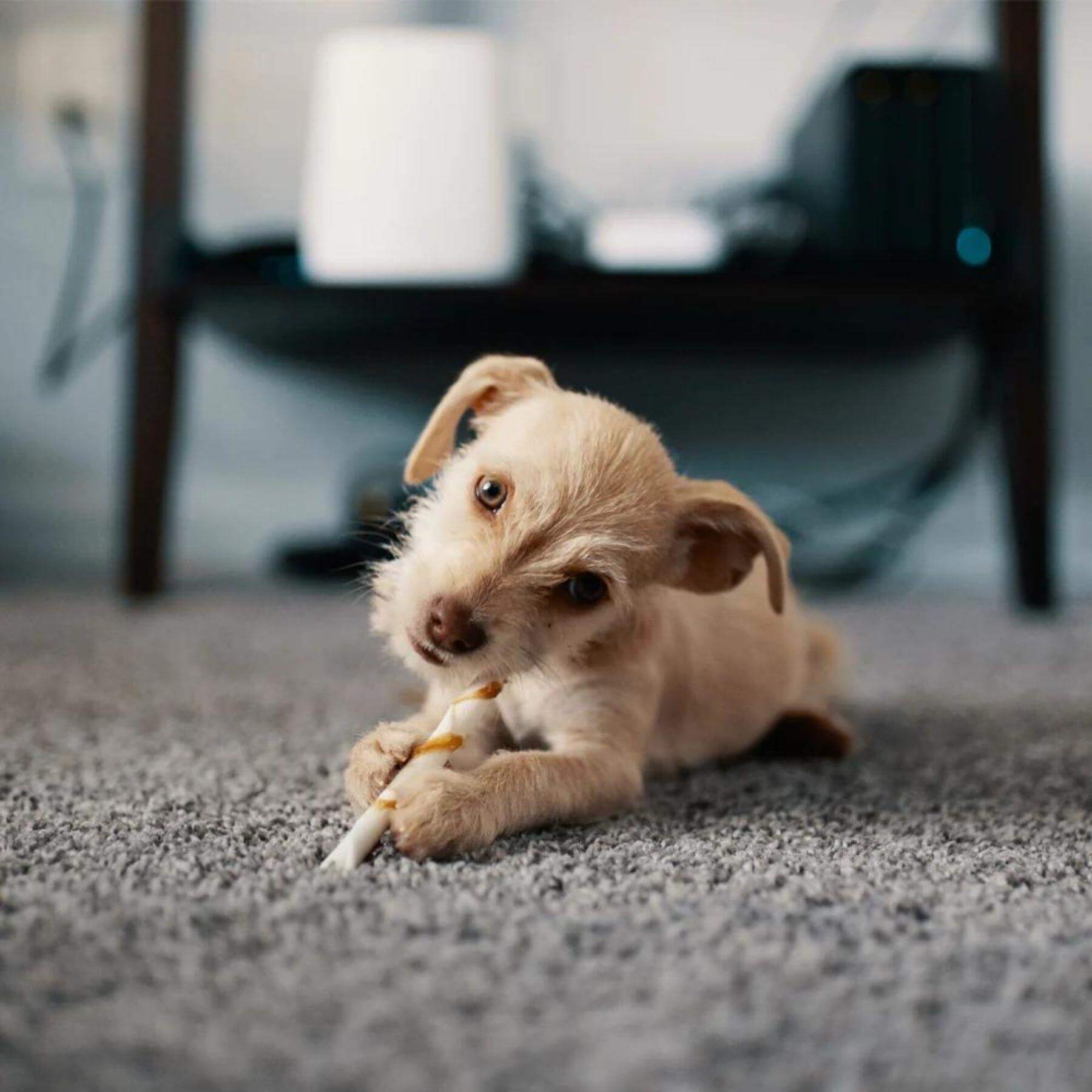 A fluffy puppy chewing a treat lying on a soft chicago grey shaggy rug with a plush grey shaggy texture