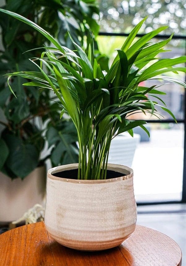 A lush green palm plant in a light beige ceramic como hand finished pot with premium glaze 17-21cm diameter