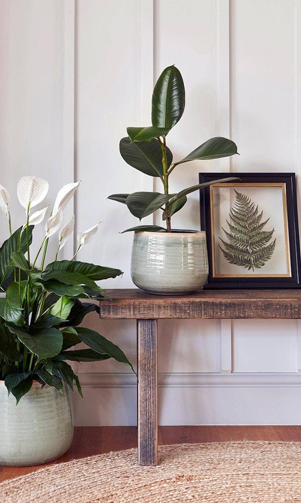 A potted rubber plant with broad glossy green leaves in a light gray como hand finished pot with premium glaze