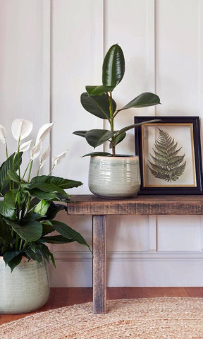 A potted rubber plant with broad glossy green leaves in a light gray como hand finished pot with premium glaze