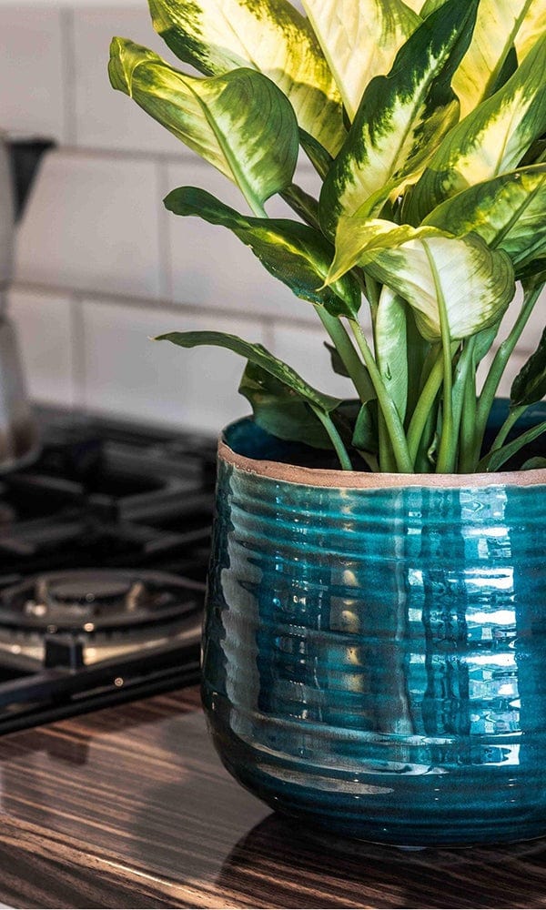 A vibrant teal ceramic como hand finished pot with premium glaze and horizontal ridges holding a variegated leafy plant