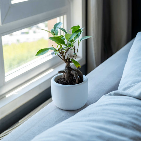 A concrete big dolphin pot with a small white ceramic holder featuring a bonsai-style ficus and exposed roots