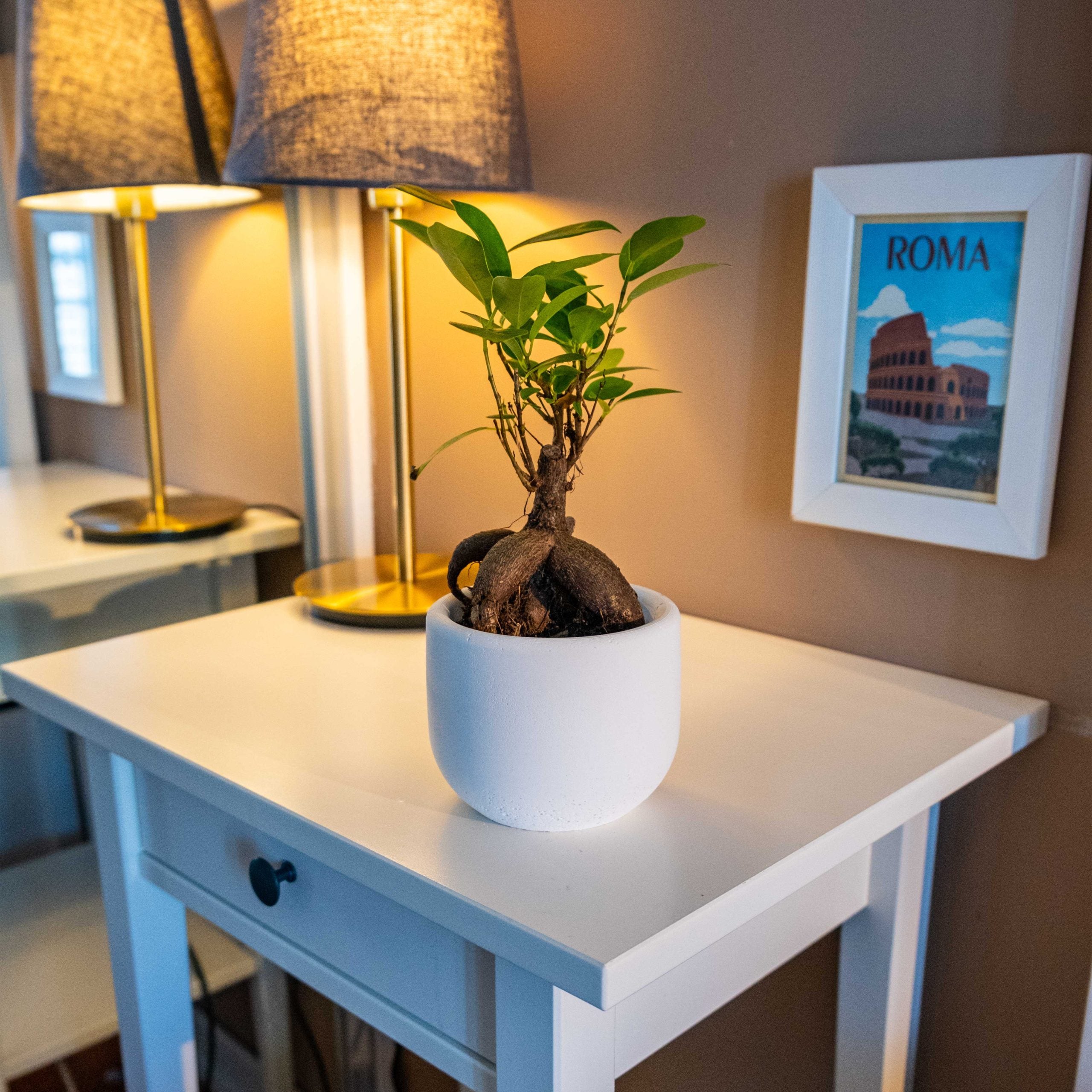 A white ceramic concrete big dolphin pot holding a small green bonsai tree with gnarled exposed roots