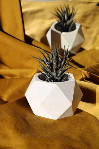 White concrete hexagonal pot with a faceted design holding a dark green striped succulent plant