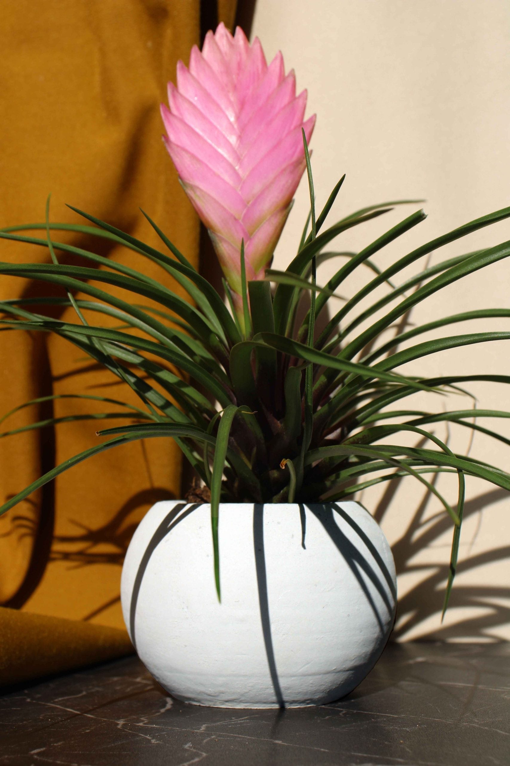A vibrant pink bromeliad with long green leaves sits in a white concrete round pot with bold black stripes