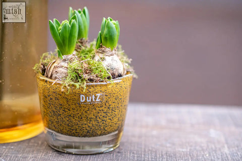 A speckled amber conic vase from dutz collection featuring mouth blown glass holding green hyacinth bulbs with moss and soil