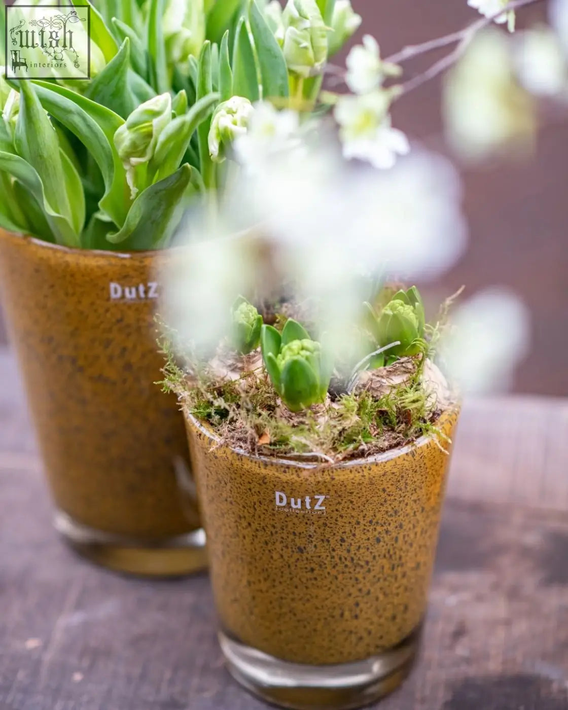Brown speckled mouth blown glass planters with green tulip bulbs and moss from dutz collection conic vase thick glass with bubbles