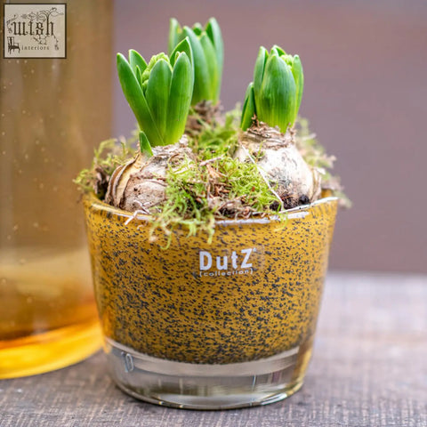 A speckled amber conic vase from dutz collection made of mouth blown glass holds green hyacinth bulbs in moss
