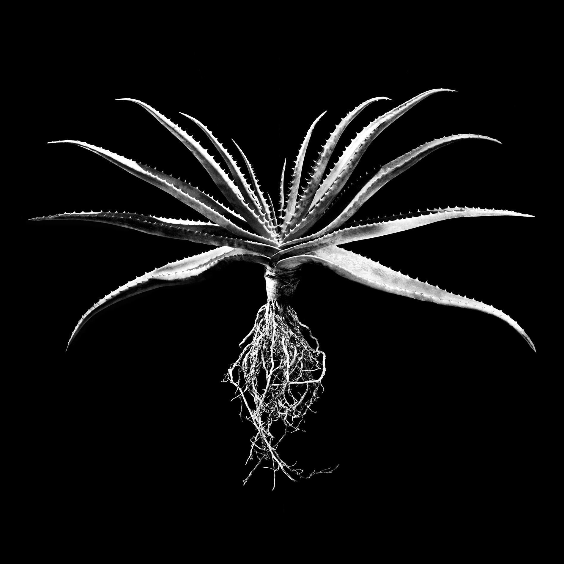 A striking black-and-white fine art photo by david ballam featuring a spiky aloe succulent with visible roots
