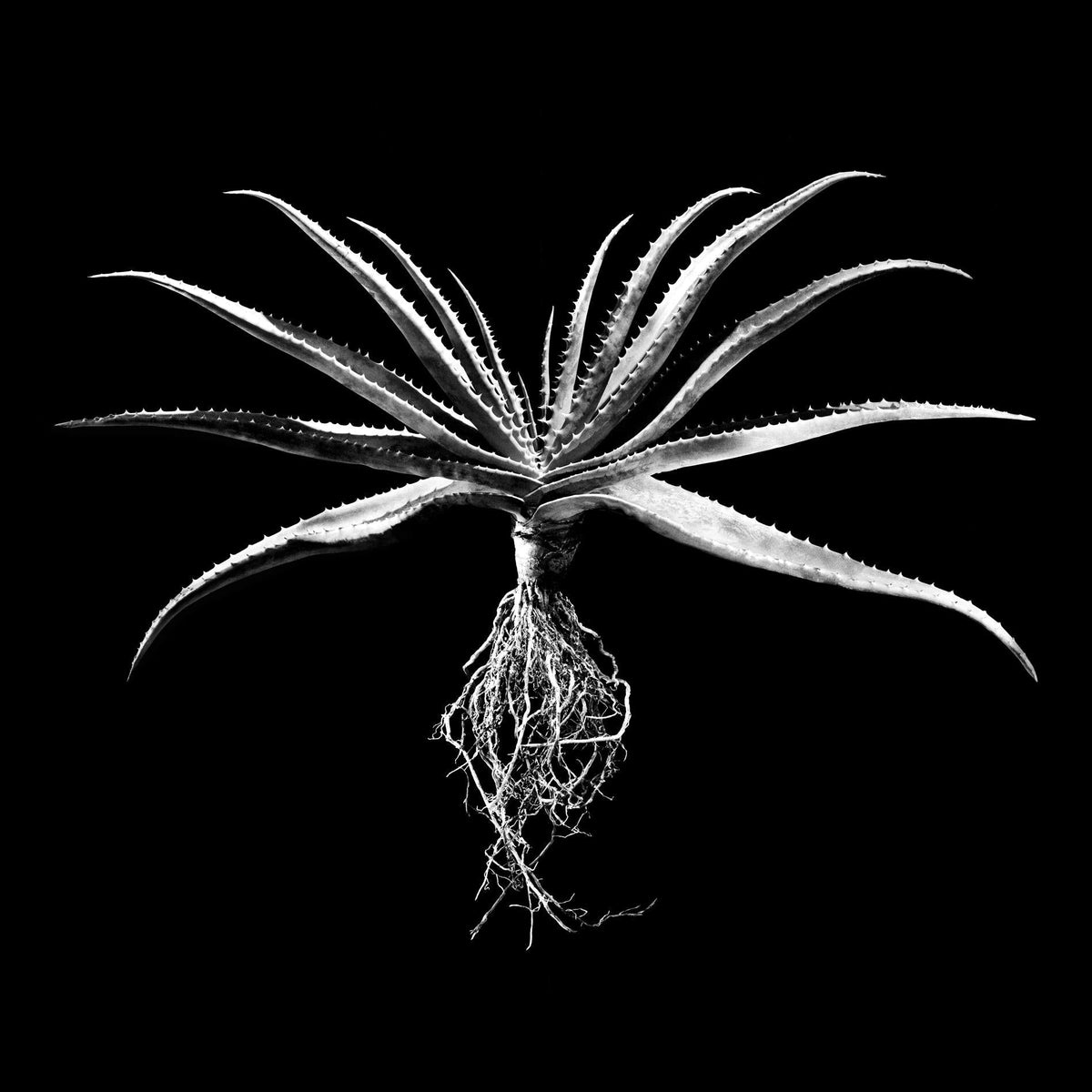 A striking black-and-white fine art photo by david ballam featuring a spiky aloe succulent with visible roots
