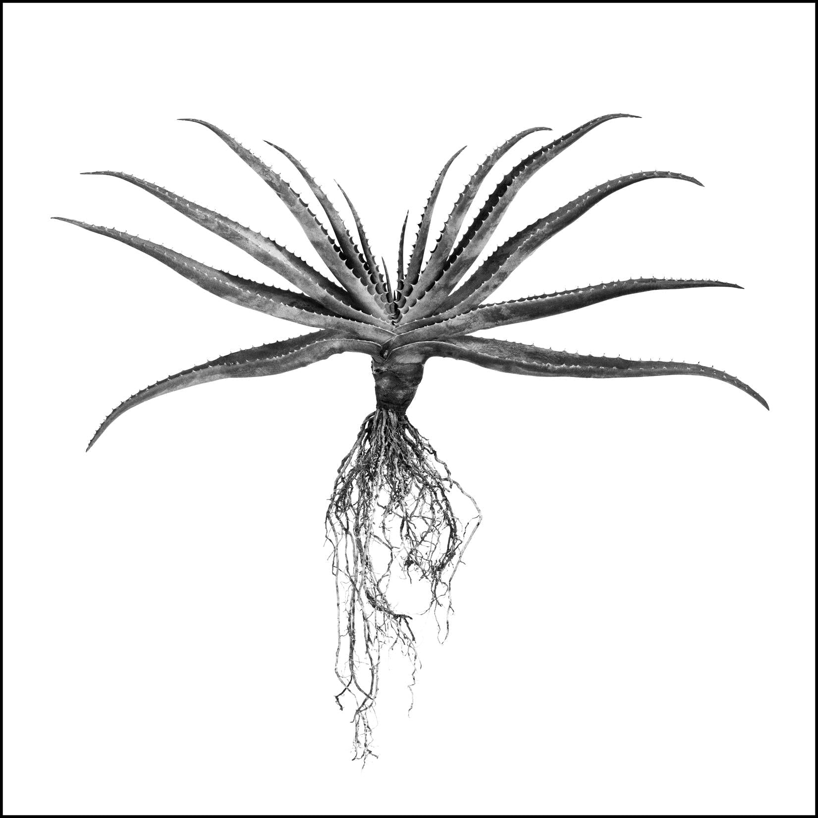 A black-and-white fine art photo of a spiky succulent with roots by david ballam titled aloe 02