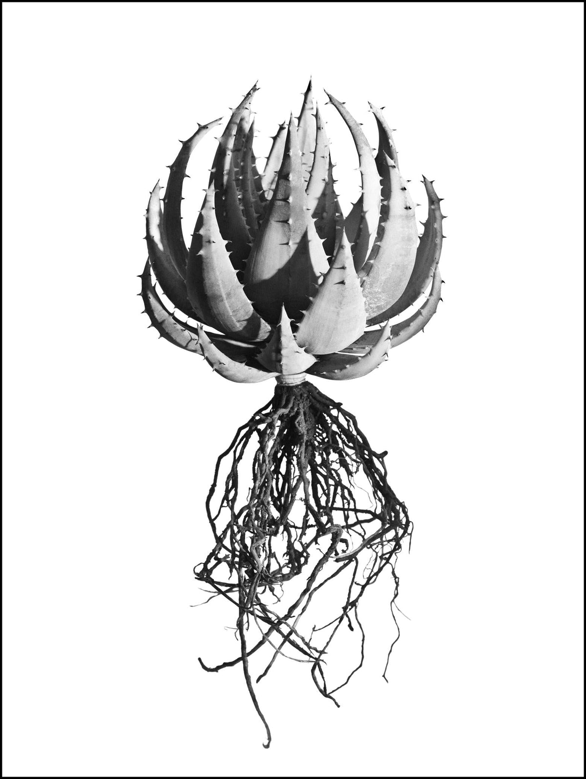 A black and white fine art print of a spiky layered succulent with intricate roots by david ballam titled aloe 06