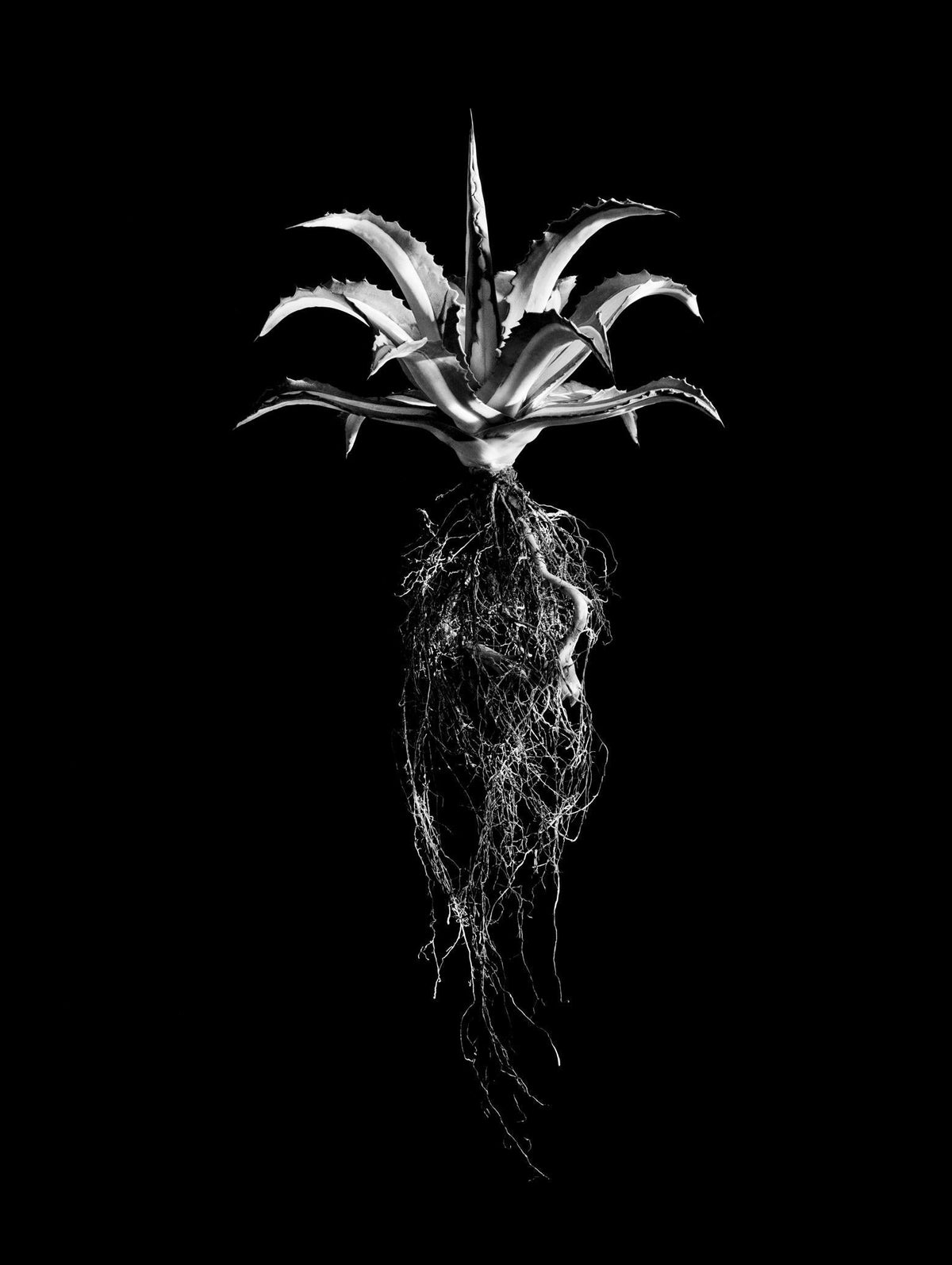 A black-and-white fine art photo of a spiky agave plant with roots by david ballam titled aloe 07
