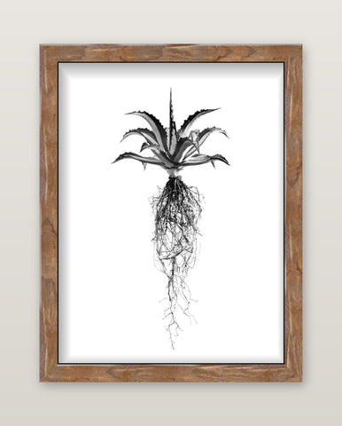 Black and white fine art by david ballam featuring detailed agave plant and roots in a rustic wooden frame