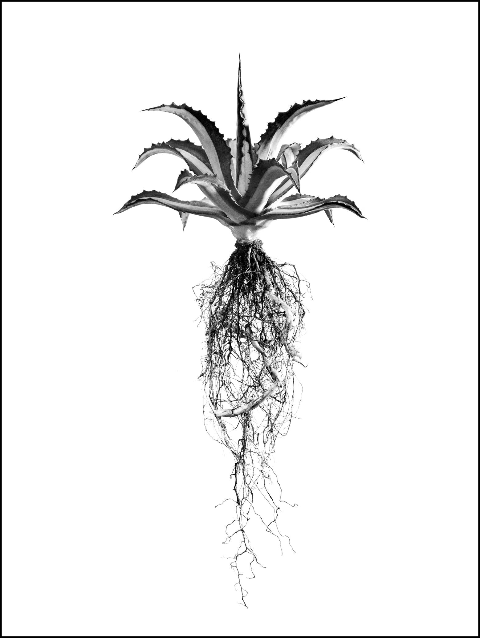 Black-and-white fine art photo by david ballam of a spiky agave plant with visible roots titled aloe 08