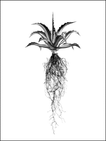 Black-and-white fine art photo by david ballam of a spiky agave plant with visible roots titled aloe 08