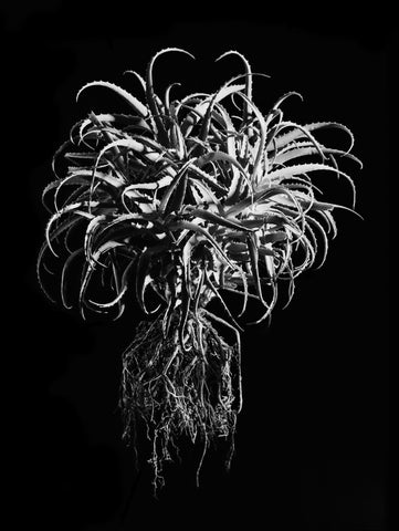 Black-and-white fine art photo of a spiky aloe plant with long curved leaves and roots by david ballam