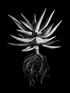 A striking black and white fine art photo of a spiky succulent with intricate roots by david ballam