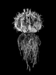 A black-and-white fine art photo of david ballam aloe 17 cactus with spiky star-shaped segments and dangling roots