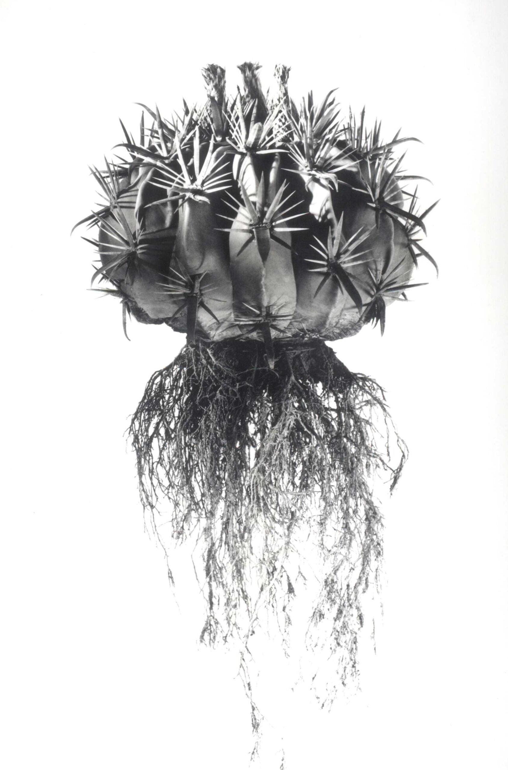 Black-and-white fine art photo by david ballam of a spiky round cactus with long dangling roots titled aloe 18