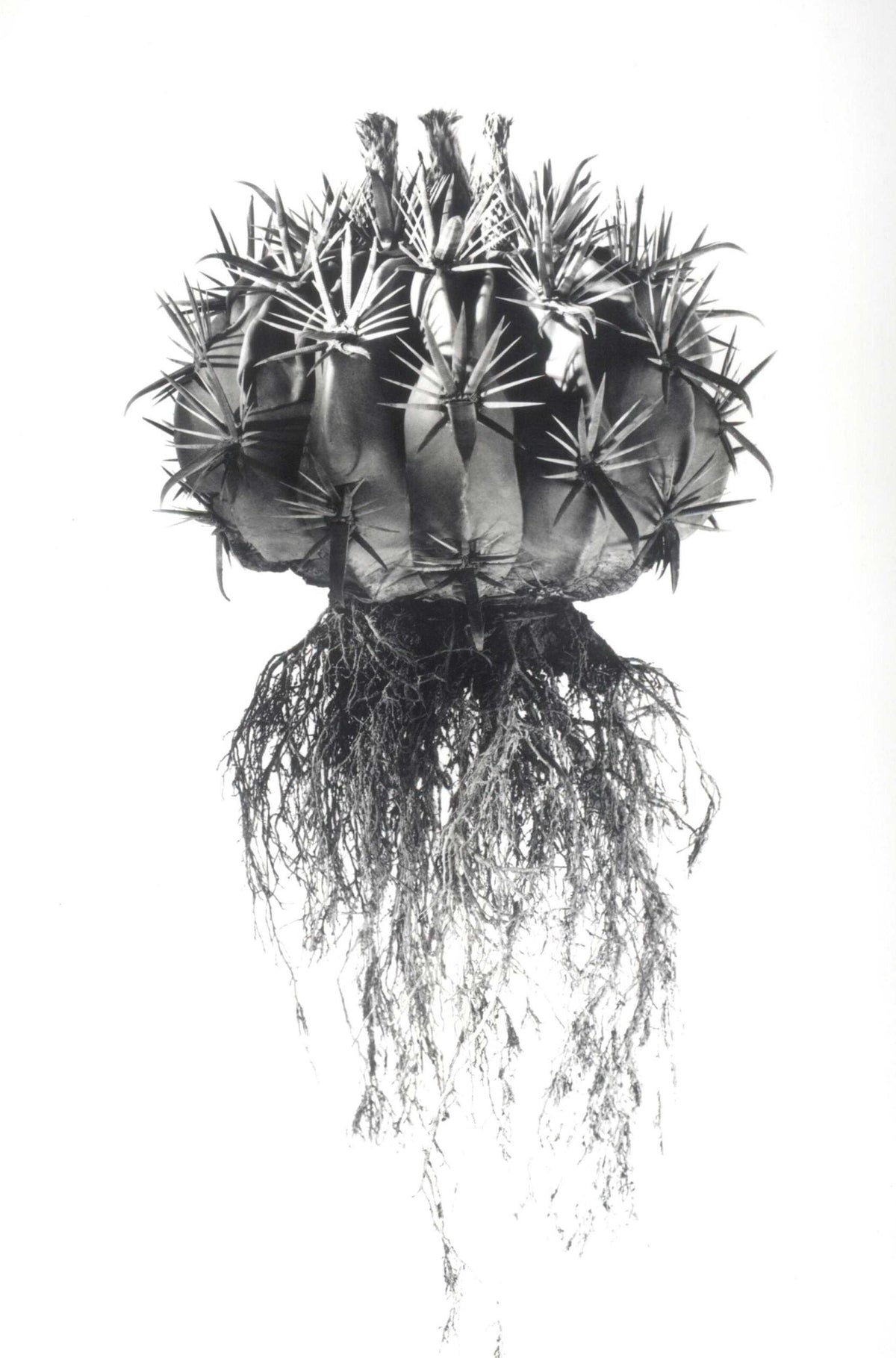 Black-and-white fine art photo by david ballam of a spiky round cactus with long dangling roots titled aloe 18