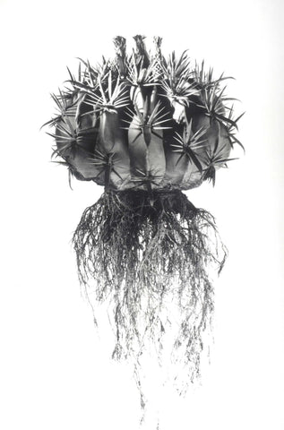 Black-and-white fine art photo by david ballam of a spiky round cactus with long dangling roots titled aloe 18