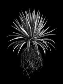 A striking black and white fine art image of a spiky leafy aloe plant by david ballam called aloe 19