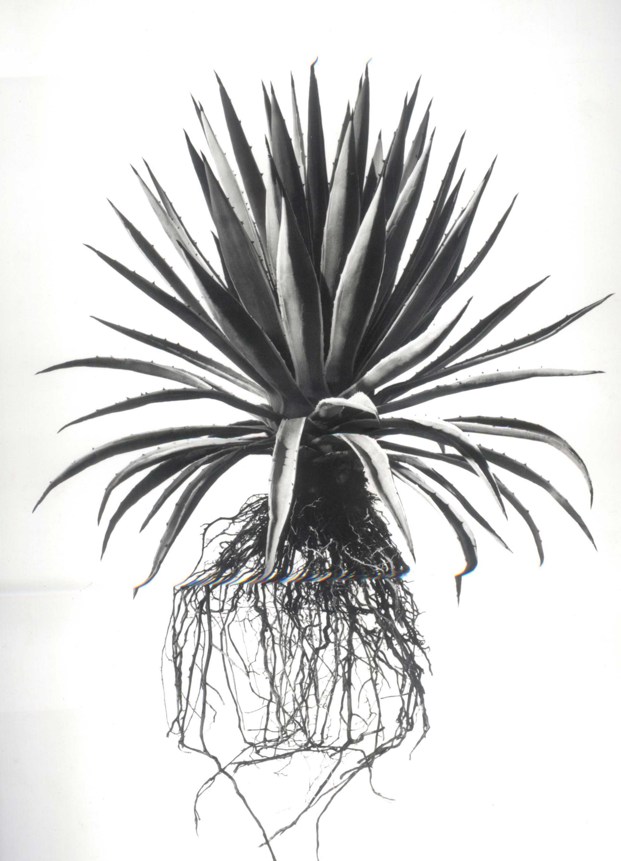 A striking black and white fine art print of a spiky agave plant with sharp leaves and roots by david ballam