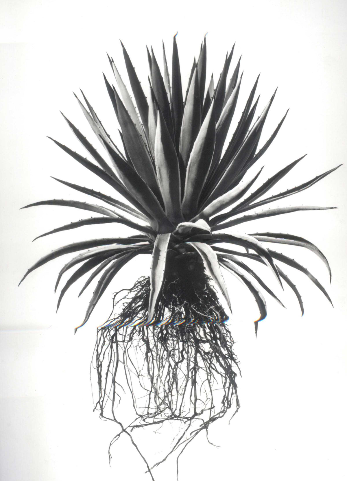 A striking black and white fine art print of a spiky agave plant with sharp leaves and roots by david ballam