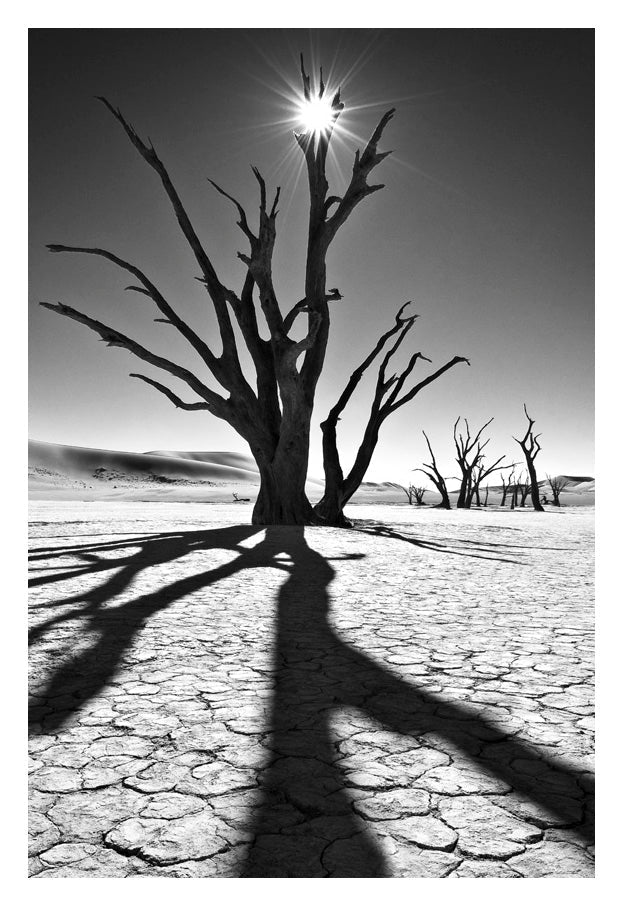A stark black and white fine art photo by david ballam featuring a gnarled leafless tree casting shadows on cracked earth