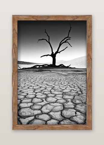 A framed black-and-white fine art photo by david ballam featuring a solitary leafless tree on cracked earth