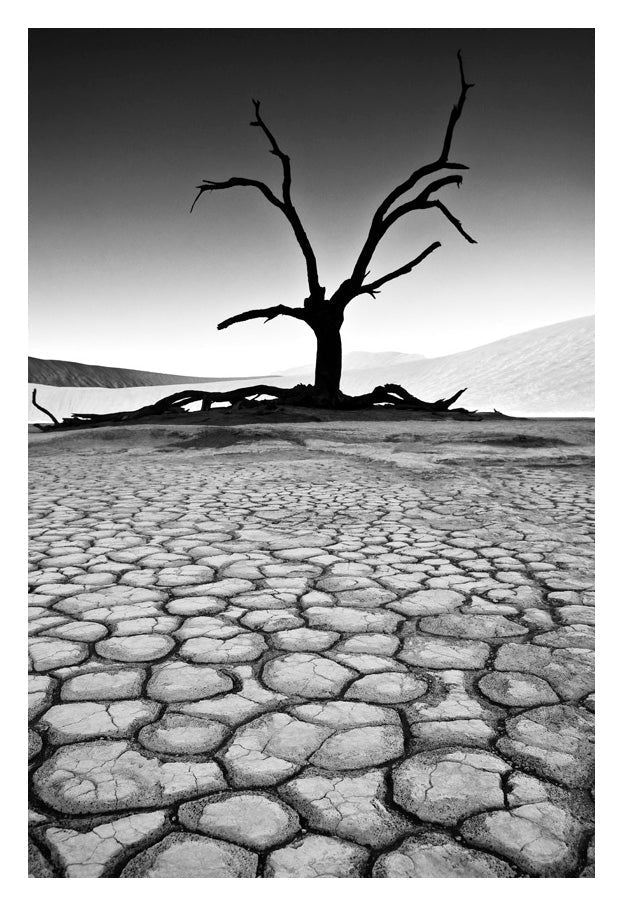 A fine art photo by david ballam showing a solitary leafless tree in silhouette over cracked earth in namibia