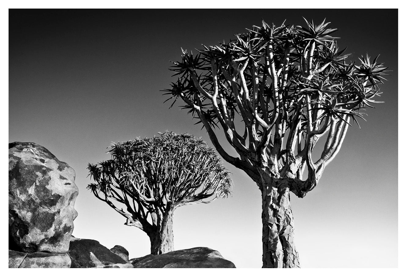 Fine art photo by david ballam featuring two aloe trees with spiky canopies and gnarled trunks in namibia 17